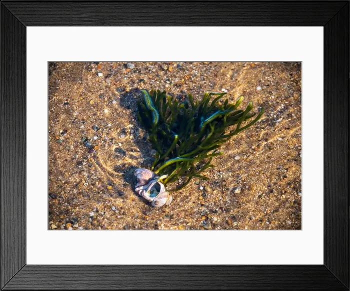 Framed Print : Cape Cod National Seashore features Herring Cove and full access to the Atlantic Ocean near Provincetown, MA, USA Framed Print : Cape Cod National Seashore features Herring Cove and full access to the Atlantic Ocean near Provincetown, MA, USA