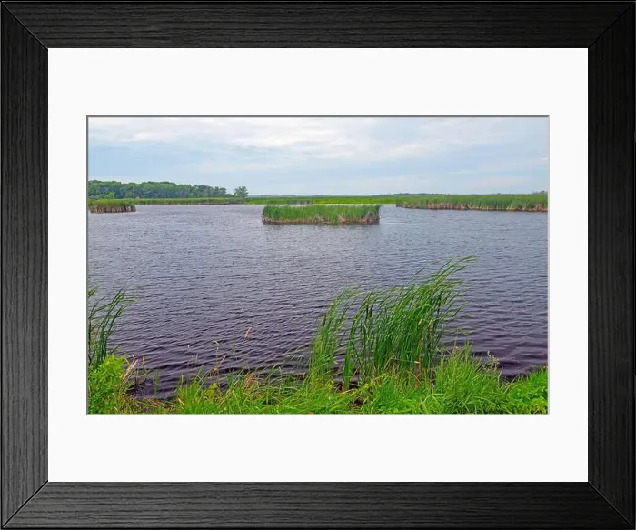 Framed Print : Wetlands and Grasses in a Wildlife Refuge at the Horicon National Wildlife Refuge in Wisconsin Framed Print : Wetlands and Grasses in a Wildlife Refuge at the Horicon National Wildlife Refuge in Wisconsin