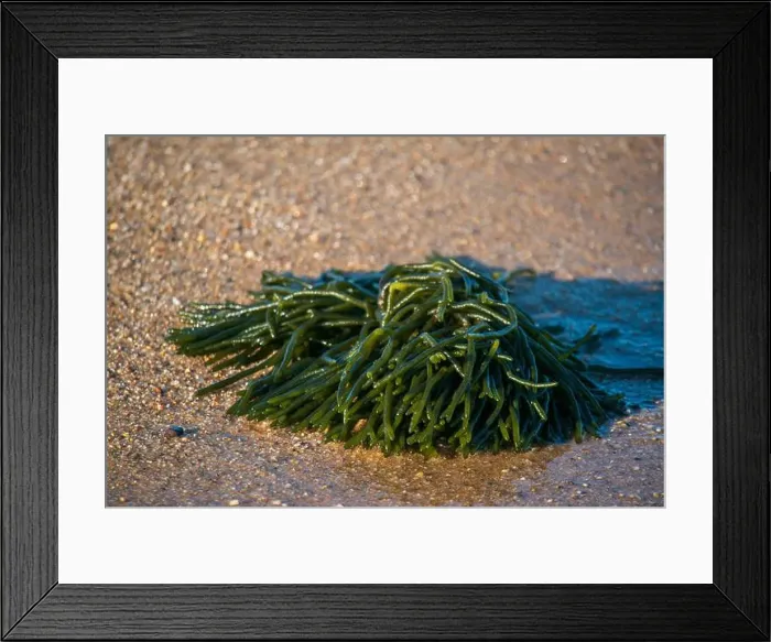Framed Print : Cape Cod National Seashore features Herring Cove and full access to the Atlantic Ocean near Provincetown, MA, USA Framed Print : Cape Cod National Seashore features Herring Cove and full access to the Atlantic Ocean near Provincetown, MA, USA