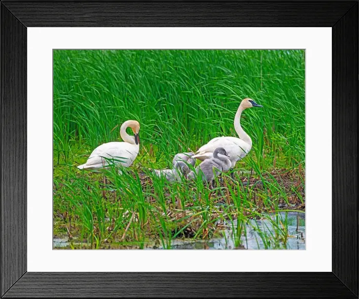 Framed Print : Trumpeter Swan Family on Their Nest Site in Horicon National Wildlife Refuge in Wisconsin Framed Print : Trumpeter Swan Family on Their Nest Site in Horicon National Wildlife Refuge in Wisconsin
