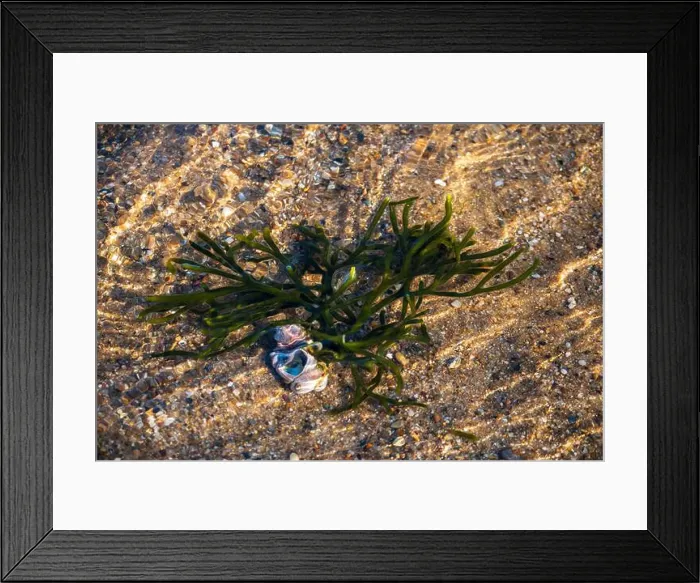 Framed Print : Cape Cod National Seashore features Herring Cove and full access to the Atlantic Ocean near Provincetown, MA, USA Framed Print : Cape Cod National Seashore features Herring Cove and full access to the Atlantic Ocean near Provincetown, MA, USA