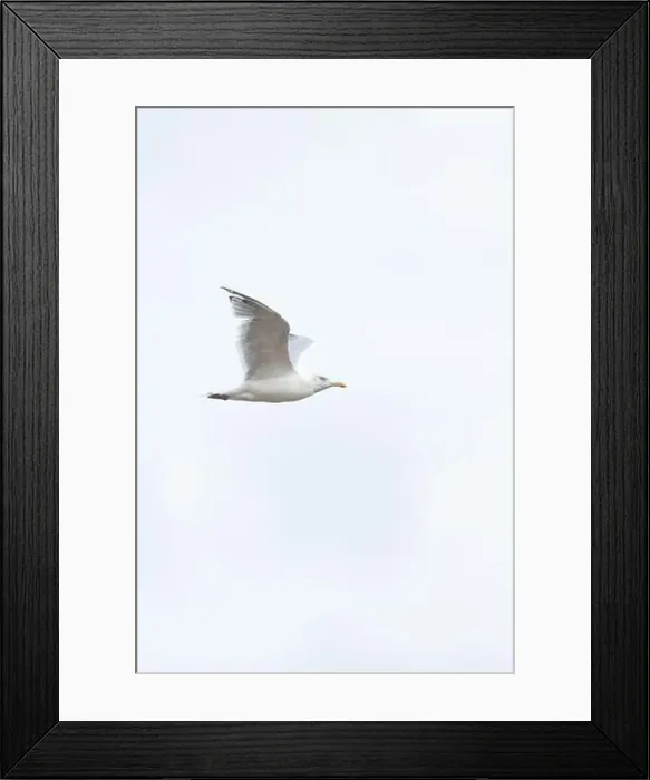 Framed Print : A Herring Gull Flies along the New Jersey Coast during fall Framed Print : A Herring Gull Flies along the New Jersey Coast during fall
