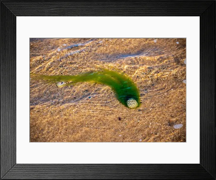 Framed Print : Cape Cod National Seashore features Herring Cove and full access to the Atlantic Ocean near Provincetown, MA, USA Framed Print : Cape Cod National Seashore features Herring Cove and full access to the Atlantic Ocean near Provincetown, MA, USA