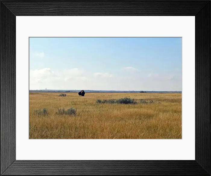 Framed Print : Bison in the Grass Framed Print : Bison in the Grass