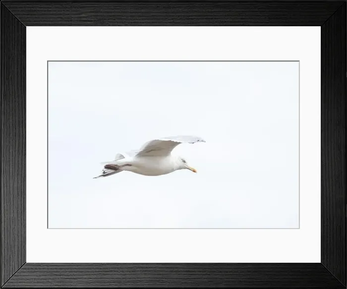 Framed Print : A Herring Gull Flies along the New Jersey Coast during fall Framed Print : A Herring Gull Flies along the New Jersey Coast during fall