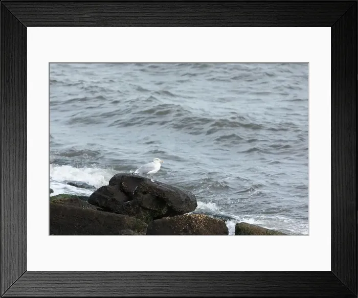 Framed Print : A Herring Gull stands on a rock along the bay in New Jersey Framed Print : A Herring Gull stands on a rock along the bay in New Jersey