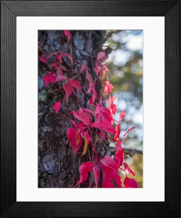 Framed Print : Cape Cod National Seashore features Herring Cove and full access to the Atlantic Ocean near Provincetown, MA, USA Framed Print : Cape Cod National Seashore features Herring Cove and full access to the Atlantic Ocean near Provincetown, MA, USA