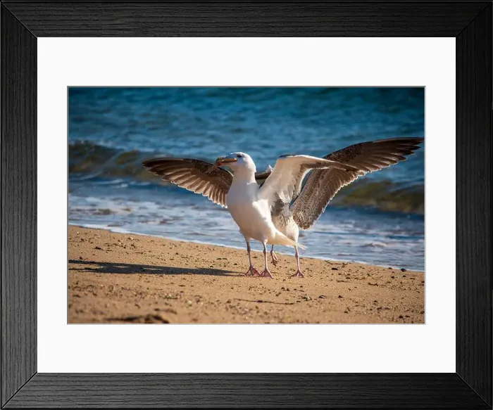 Framed Print : Cape Cod National Seashore features Herring Cove and full access to the Atlantic Ocean near Provincetown, MA, USA Framed Print : Cape Cod National Seashore features Herring Cove and full access to the Atlantic Ocean near Provincetown, MA, USA