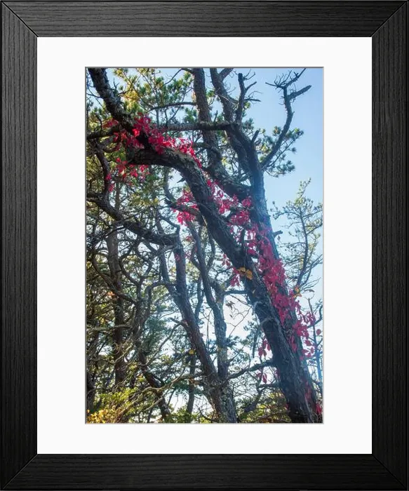 Framed Print : Cape Cod National Seashore features Herring Cove and full access to the Atlantic Ocean near Provincetown, MA, USA Framed Print : Cape Cod National Seashore features Herring Cove and full access to the Atlantic Ocean near Provincetown, MA, USA