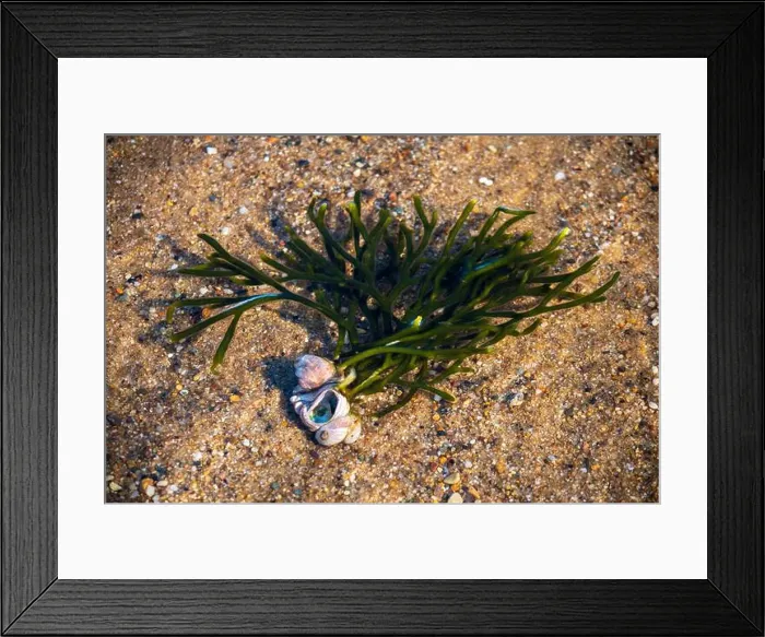 Framed Print : Cape Cod National Seashore features Herring Cove and full access to the Atlantic Ocean near Provincetown, MA, USA Framed Print : Cape Cod National Seashore features Herring Cove and full access to the Atlantic Ocean near Provincetown, MA, USA
