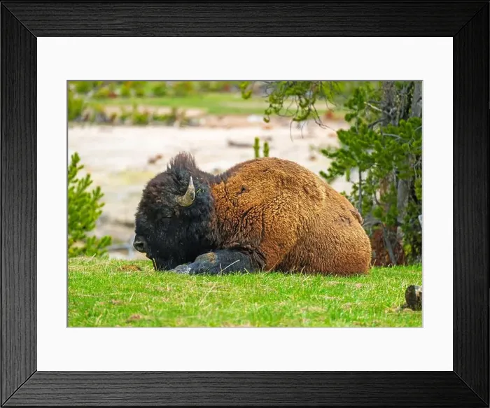 Framed Print : Massive Bison Resting on a River Bank in the Hayden Valley in Yellowstone National Park in Wyoming Framed Print : Massive Bison Resting on a River Bank in the Hayden Valley in Yellowstone National Park in Wyoming