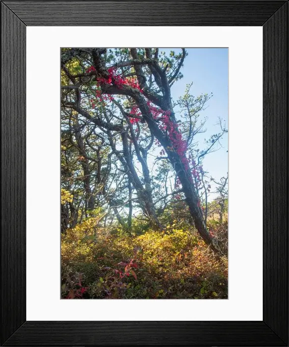 Framed Print : Cape Cod National Seashore features Herring Cove and full access to the Atlantic Ocean near Provincetown, MA, USA Framed Print : Cape Cod National Seashore features Herring Cove and full access to the Atlantic Ocean near Provincetown, MA, USA