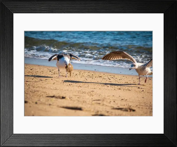 Framed Print : Cape Cod National Seashore features Herring Cove and full access to the Atlantic Ocean near Provincetown, MA, USA Framed Print : Cape Cod National Seashore features Herring Cove and full access to the Atlantic Ocean near Provincetown, MA, USA