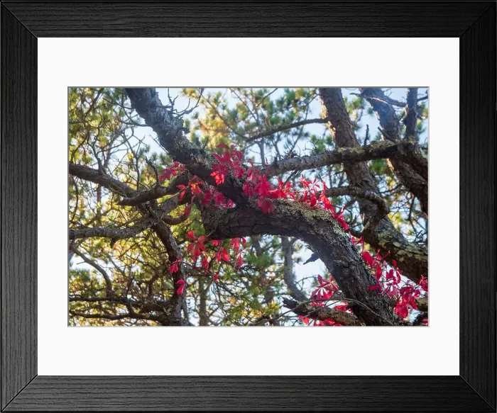 Framed Print : Cape Cod National Seashore features Herring Cove and full access to the Atlantic Ocean near Provincetown, MA, USA Framed Print : Cape Cod National Seashore features Herring Cove and full access to the Atlantic Ocean near Provincetown, MA, USA
