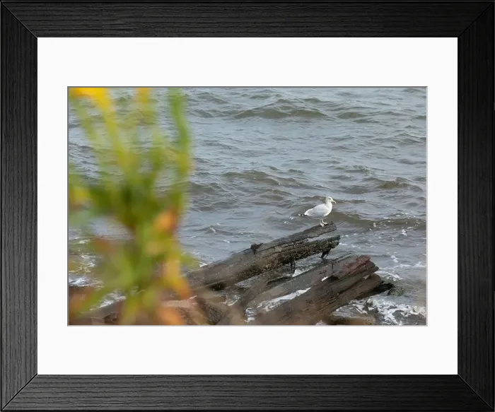 Framed Print : A Herring Gull Stands on driftwood along the coast in New Jersey Framed Print : A Herring Gull Stands on driftwood along the coast in New Jersey
