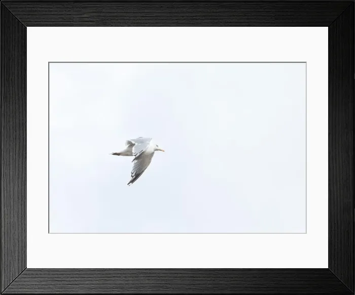 Framed Print : A Herring Gull Flies along the New Jersey Coast during fall Framed Print : A Herring Gull Flies along the New Jersey Coast during fall