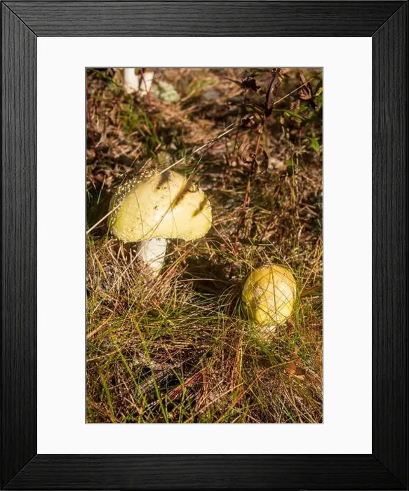 Framed Print : Cape Cod National Seashore features Herring Cove and full access to the Atlantic Ocean near Provincetown, MA, USA Framed Print : Cape Cod National Seashore features Herring Cove and full access to the Atlantic Ocean near Provincetown, MA, USA