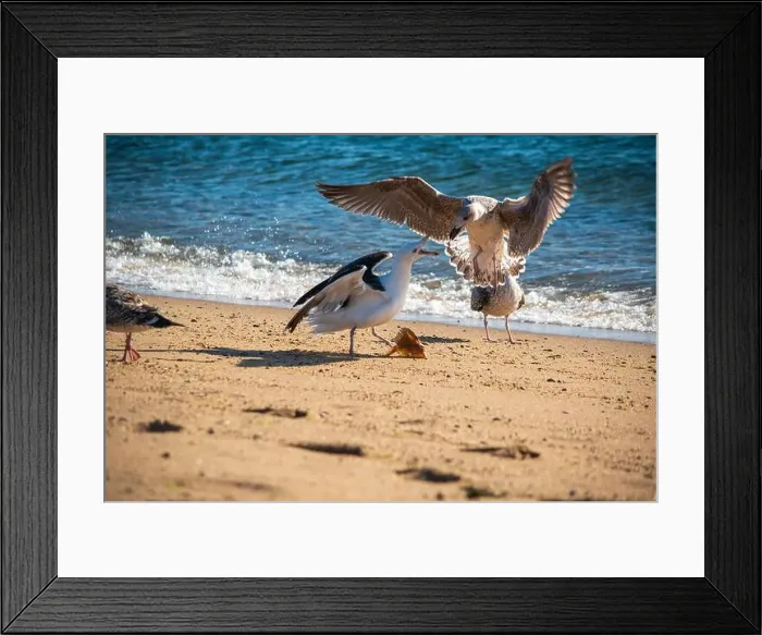 Framed Print : Cape Cod National Seashore features Herring Cove and full access to the Atlantic Ocean near Provincetown, MA, USA Framed Print : Cape Cod National Seashore features Herring Cove and full access to the Atlantic Ocean near Provincetown, MA, USA