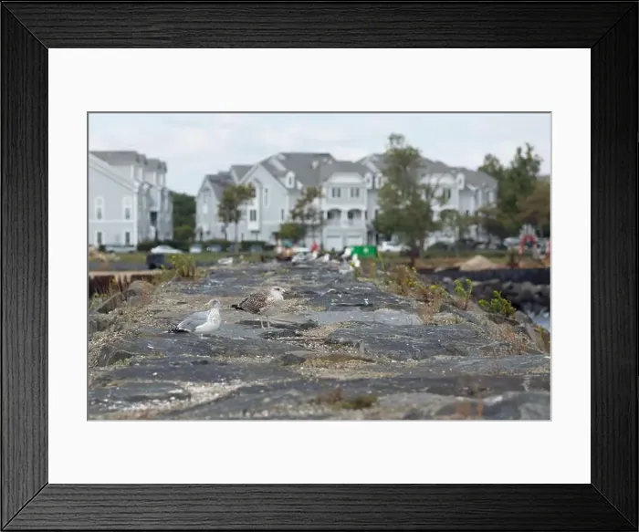 Framed Print : Two seagulls sit atop a seawall in Belford, New Jersey Framed Print : Two seagulls sit atop a seawall in Belford, New Jersey