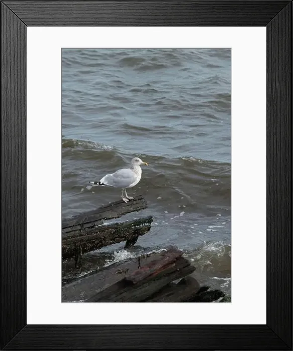 Framed Print : A Herring Gull Stands on driftwood along the coast in New Jersey Framed Print : A Herring Gull Stands on driftwood along the coast in New Jersey