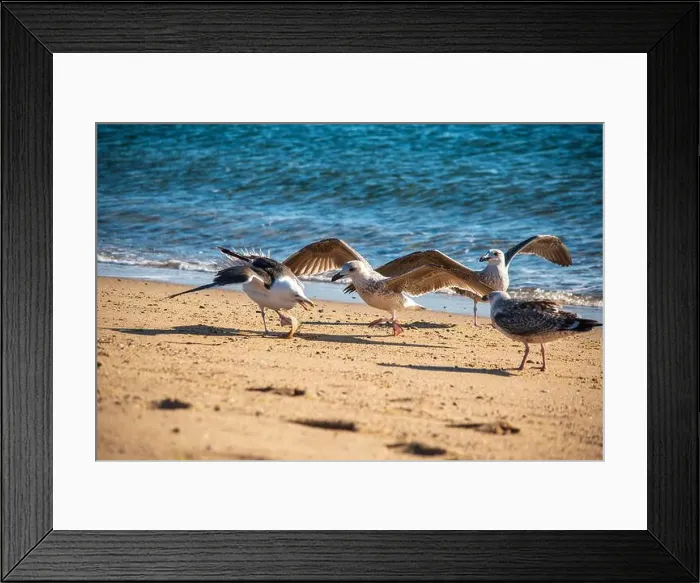 Framed Print : Cape Cod National Seashore features Herring Cove and full access to the Atlantic Ocean near Provincetown, MA, USA Framed Print : Cape Cod National Seashore features Herring Cove and full access to the Atlantic Ocean near Provincetown, MA, USA
