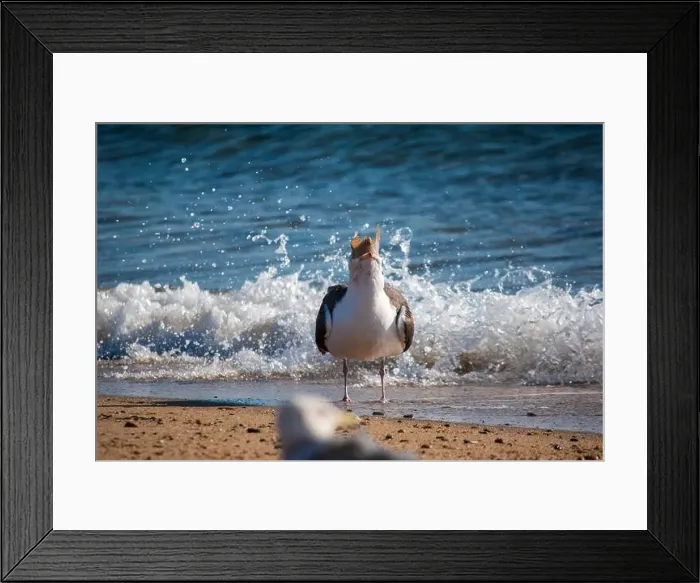 Framed Print : Cape Cod National Seashore features Herring Cove and full access to the Atlantic Ocean near Provincetown, MA, USA Framed Print : Cape Cod National Seashore features Herring Cove and full access to the Atlantic Ocean near Provincetown, MA, USA