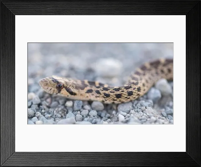 Framed Print : Pacific Gopher Snake Juvenile Close-up. Bay Trail, Sunnyvale, anta Clara County, California, USA