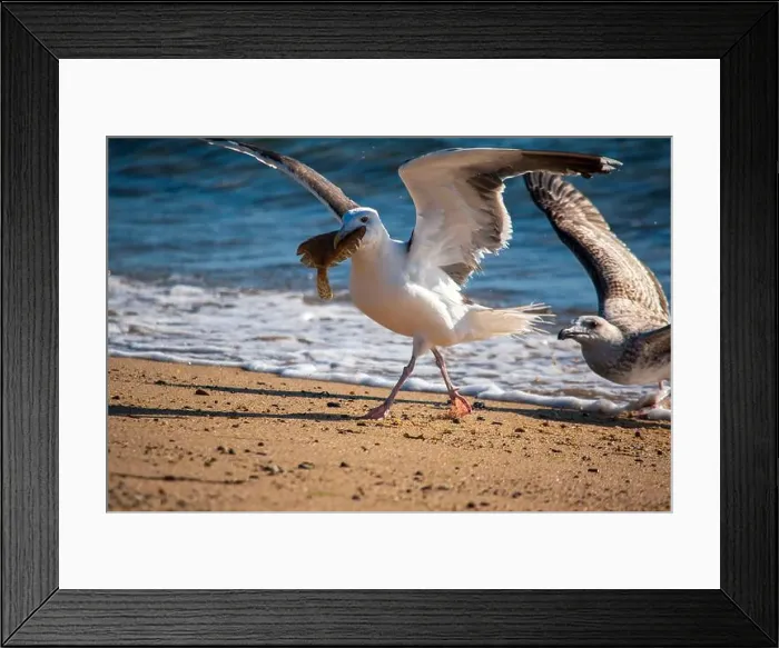 Framed Print : Cape Cod National Seashore features Herring Cove and full access to the Atlantic Ocean near Provincetown, MA, USA Framed Print : Cape Cod National Seashore features Herring Cove and full access to the Atlantic Ocean near Provincetown, MA, USA