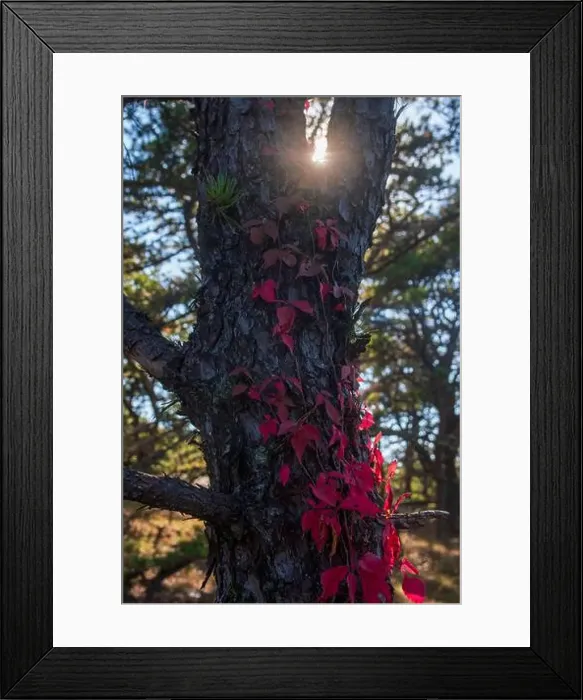 Framed Print : Cape Cod National Seashore features Herring Cove and full access to the Atlantic Ocean near Provincetown, MA, USA Framed Print : Cape Cod National Seashore features Herring Cove and full access to the Atlantic Ocean near Provincetown, MA, USA