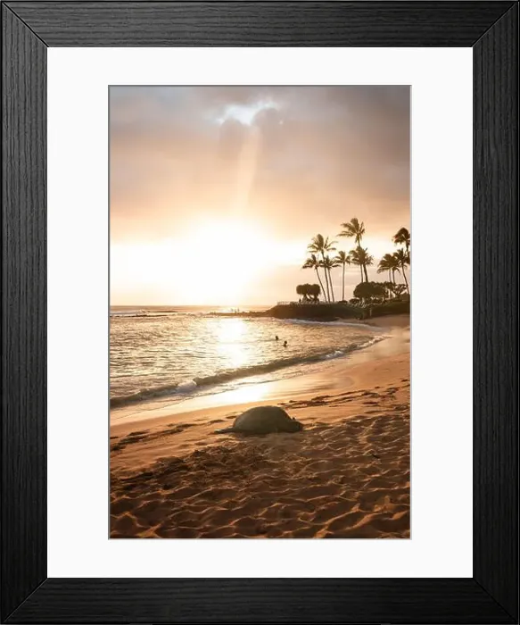 Framed Print : Famous green sea turtle (honu) Framed Print : Famous green sea turtle (honu)