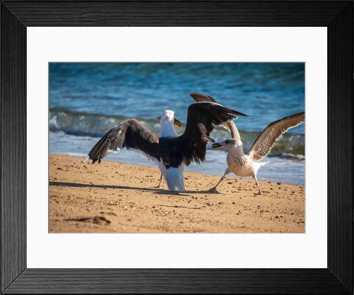 Framed Print : Cape Cod National Seashore features Herring Cove and full access to the Atlantic Ocean near Provincetown, MA, USA