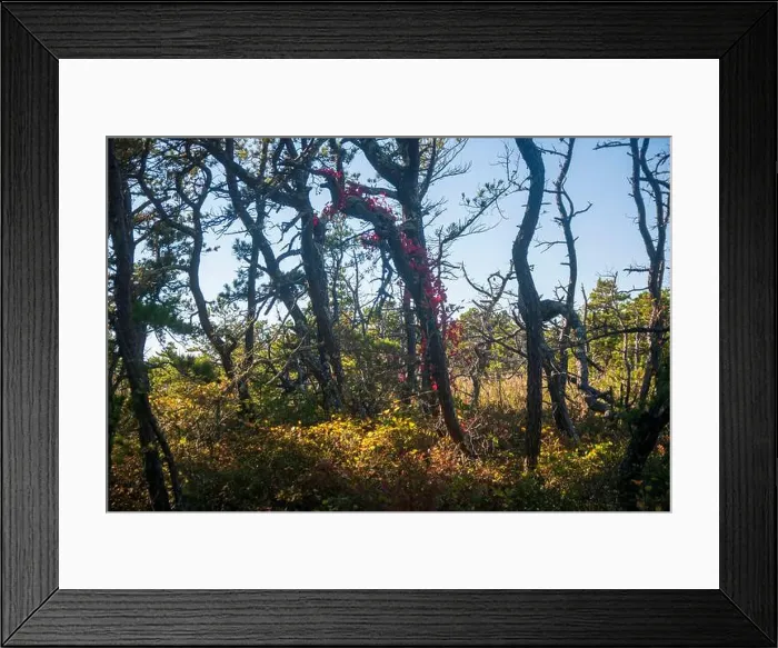 Framed Print : Cape Cod National Seashore features Herring Cove and full access to the Atlantic Ocean near Provincetown, MA, USA Framed Print : Cape Cod National Seashore features Herring Cove and full access to the Atlantic Ocean near Provincetown, MA, USA