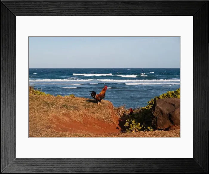 Framed Print : Typical wild rooster spotted on Hawaiian coastline on the island of Kauai with scenic shoreline in the background Framed Print : Typical wild rooster spotted on Hawaiian coastline on the island of Kauai with scenic shoreline in the background