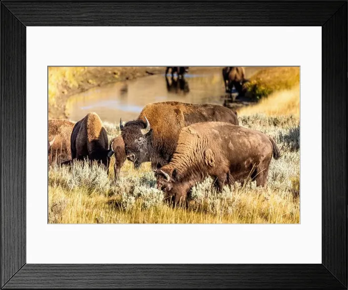 Framed Print : Grazing bisons in the Yellowstone National Park, USA