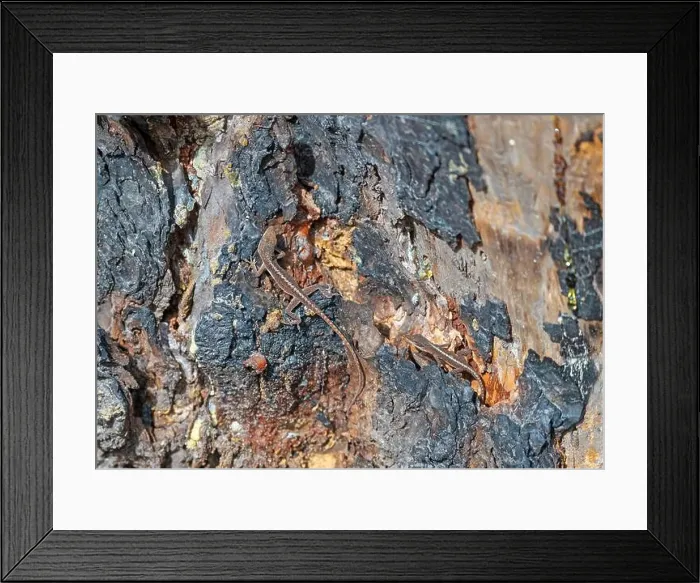 Framed Print : Brown Anole Lizard Living in a Dead Tree in the Ernest F.Hollings ACE Basin National Wildlife Refuge in South Carolina Framed Print : Brown Anole Lizard Living in a Dead Tree in the Ernest F.Hollings ACE Basin National Wildlife Refuge in South Carolina