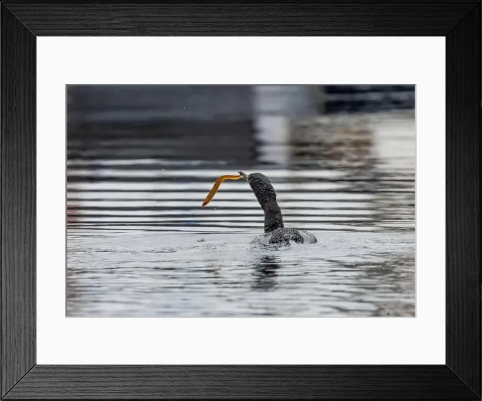 Framed Print : Pelagic Cormorant with Saddleback Gunnel in bill, Bremerton Marina, Bremerton, Washington State, USA Framed Print : Pelagic Cormorant with Saddleback Gunnel in bill, Bremerton Marina, Bremerton, Washington State, USA