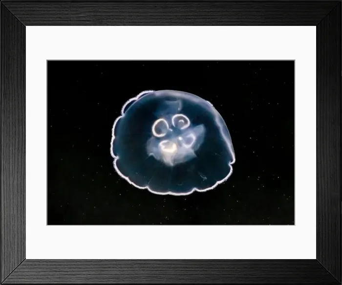 Framed Print : Pacific Moon Jelly, Aurelia labiata, in the Bremerton Marina, Bremerton, Washington State, USA Framed Print : Pacific Moon Jelly, Aurelia labiata, in the Bremerton Marina, Bremerton, Washington State, USA