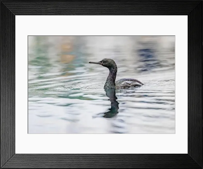 Framed Print : Pelagic Cormorant, Urile pelagicus, fishing in the Bremerton Marina, Bremerton, Washington State, USA Framed Print : Pelagic Cormorant, Urile pelagicus, fishing in the Bremerton Marina, Bremerton, Washington State, USA