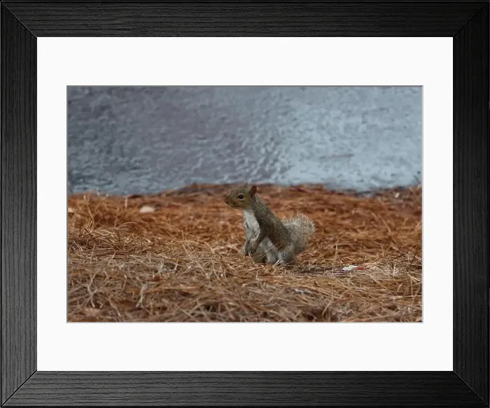 Framed Print : An alert little tree squirrel on the ground Framed Print : An alert little tree squirrel on the ground