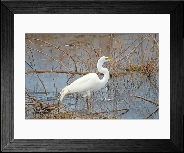 Framed Print : Great Egret in a Wetland Pond in Brazos Bend State Park in Texas Framed Print : Great Egret in a Wetland Pond in Brazos Bend State Park in Texas