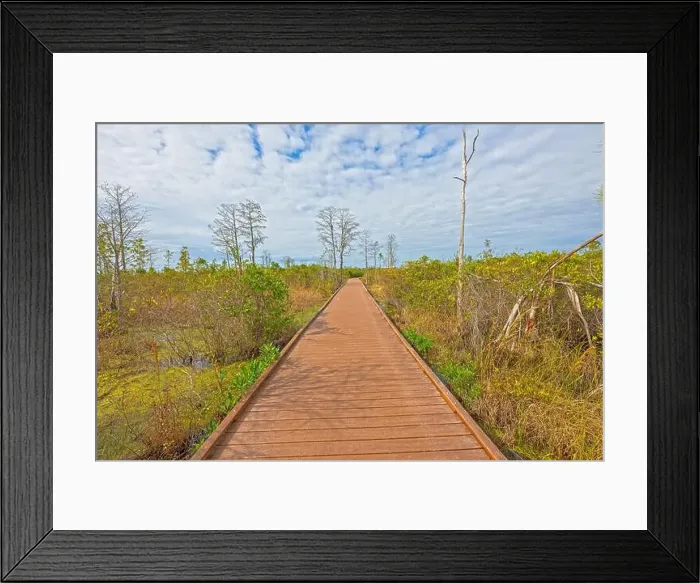 Framed Print : Boardwalk Through a Swamp on a Sunny Day in the Okefenokee National Wildlife Refuge in Georgia Framed Print : Boardwalk Through a Swamp on a Sunny Day in the Okefenokee National Wildlife Refuge in Georgia