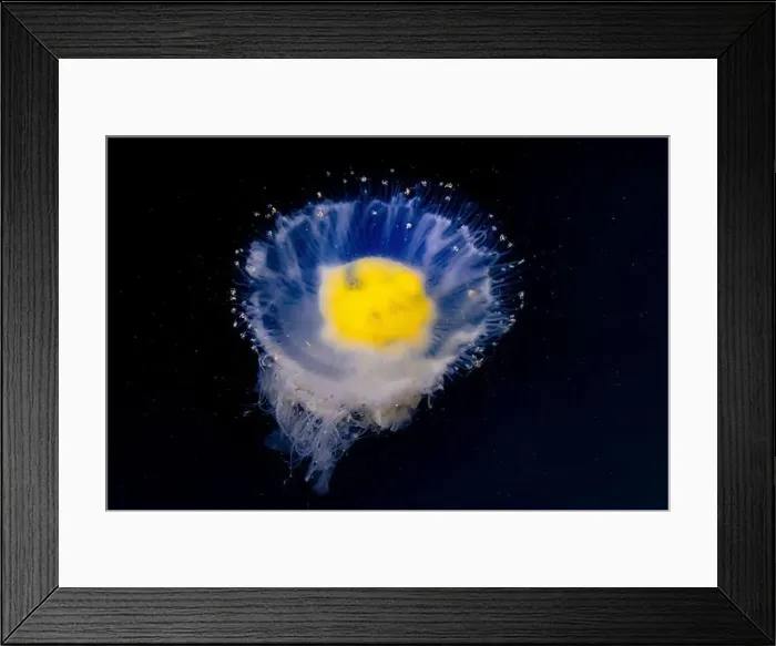 Framed Print : Fried Egg Jelly, Phacellophora camtschatica, in the Bremerton Marina, Bremerton, Washington State, USA Framed Print : Fried Egg Jelly, Phacellophora camtschatica, in the Bremerton Marina, Bremerton, Washington State, USA