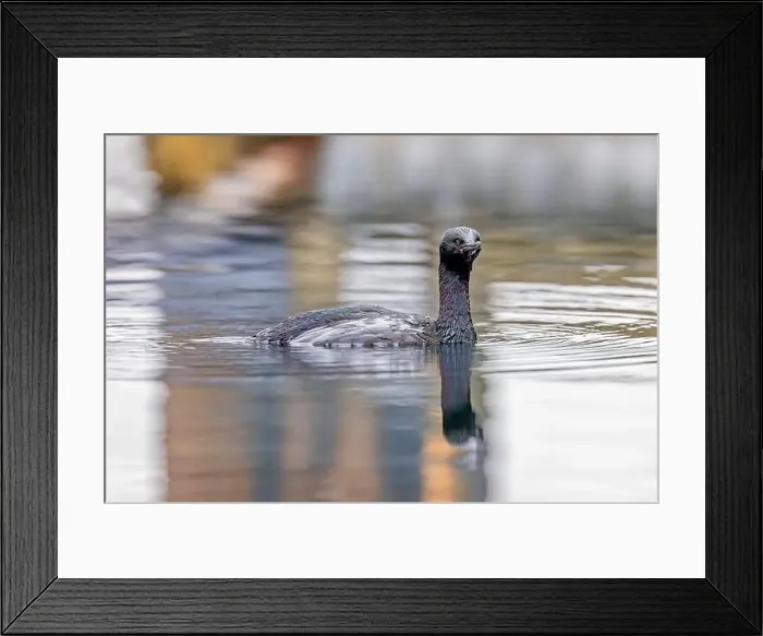 Framed Print : Pelagic Cormorant, Urile pelagicus, fishing in the Bremerton Marina, Bremerton, Washington State, USA Framed Print : Pelagic Cormorant, Urile pelagicus, fishing in the Bremerton Marina, Bremerton, Washington State, USA