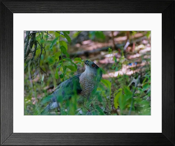 Framed Print : Cooper's hawk (Accipiter cooperii), also known as the Cooper hawk is American native animal Framed Print : Cooper's hawk (Accipiter cooperii), also known as the Cooper hawk is American native animal