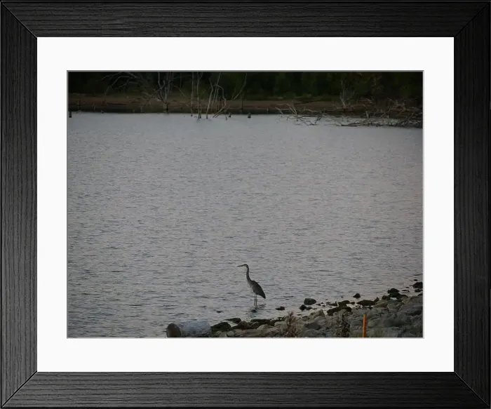 Framed Print : Great Blue Heron on the Rocky Shore of Hillsdale Lake in Miami County Kansas Framed Print : Great Blue Heron on the Rocky Shore of Hillsdale Lake in Miami County Kansas