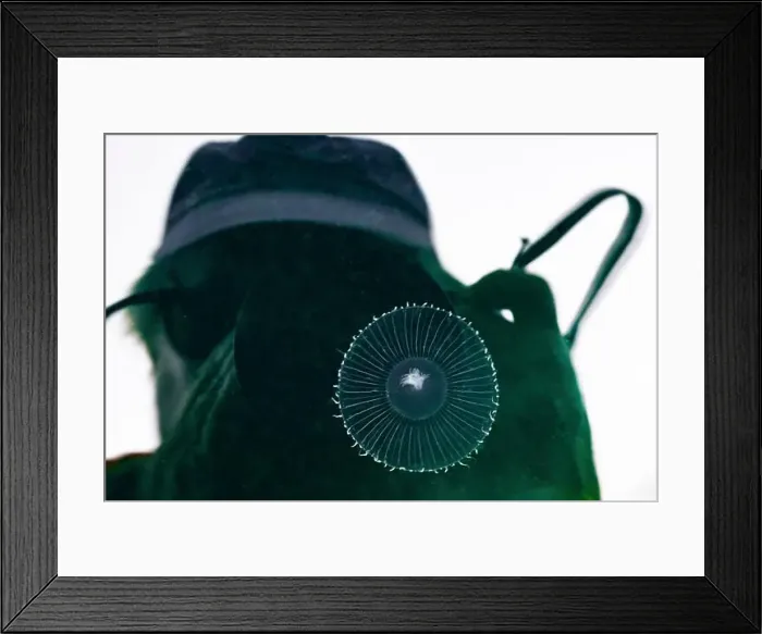 Framed Print : Photorapher and Many-Ribbed Hydromedusa, Aequorea spp. in the Bremerton Marina, Bremerton, Washington State, USA Framed Print : Photorapher and Many-Ribbed Hydromedusa, Aequorea spp. in the Bremerton Marina, Bremerton, Washington State, USA