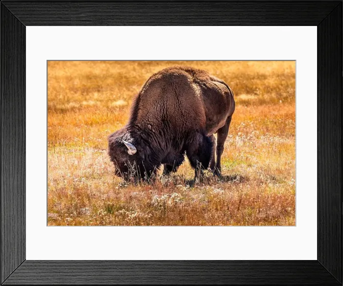 Framed Print : Grazing bison in the Yellowstone National Park, USA