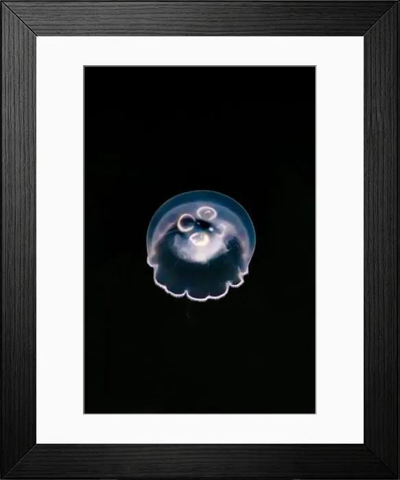 Framed Print : Pacific Moon Jelly, Aurelia labiata, in the Bremerton Marina, Bremerton, Washington State, USA Framed Print : Pacific Moon Jelly, Aurelia labiata, in the Bremerton Marina, Bremerton, Washington State, USA