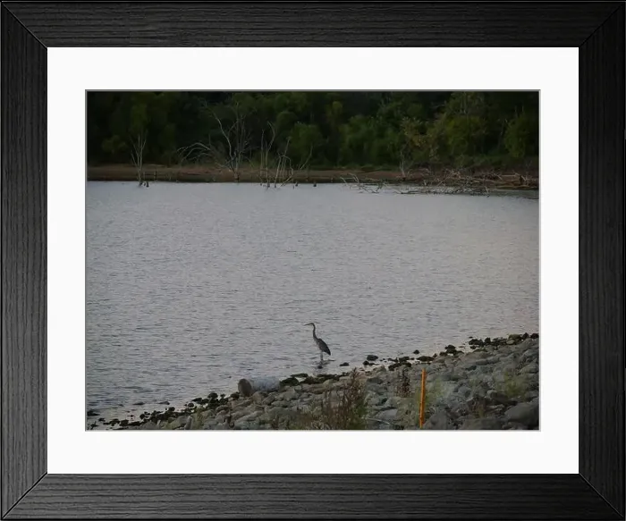 Framed Print : Great Blue Heron on the Rocky Shore of Hillsdale Lake in Miami County Kansas Framed Print : Great Blue Heron on the Rocky Shore of Hillsdale Lake in Miami County Kansas