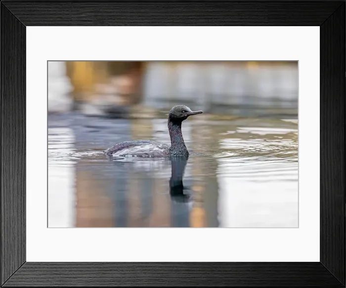 Framed Print : Pelagic Cormorant, Urile pelagicus, fishing in the Bremerton Marina, Bremerton, Washington State, USA Framed Print : Pelagic Cormorant, Urile pelagicus, fishing in the Bremerton Marina, Bremerton, Washington State, USA